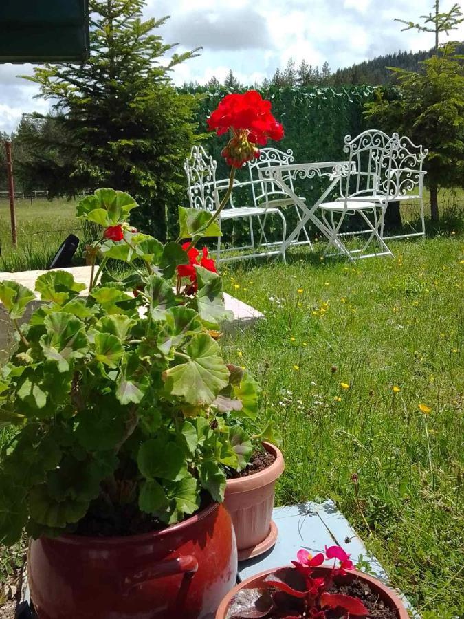 Villa Etno Koliba Nikoleta à Žabljak Extérieur photo